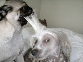 Funny Animal Photos Dog Grooming Pug Hairdresser