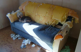 funny cute puppy detsroys sofa then rests