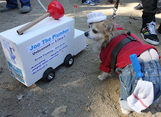 funny photo of joe the plumber dog in outfit with truck