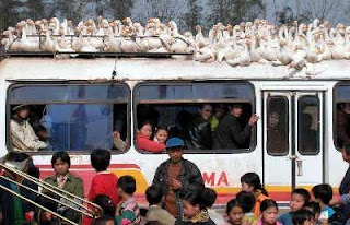 really funny bus photos geese sitting on top maybe dont want to fly south for winter