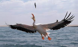 funny animal pictures great photo of sea bird about to eat flying fish