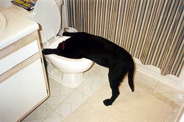 Doggy Toilet Bowl Drink Funny Animal Photos