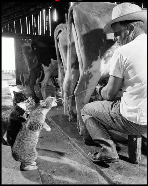 gato bebe leche gato leche de vaca