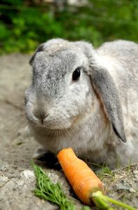 Pet rabbit eating a carrot