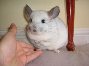 Tempting a pet chinchilla out from under a table