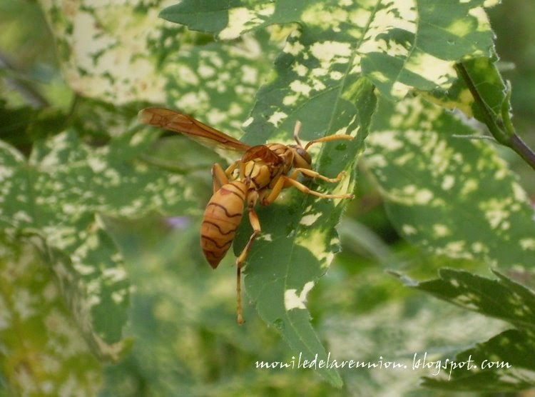 Mon île de la Réunion Guêpe