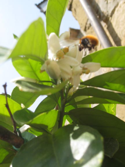 [Lemon+bee.jpg]
