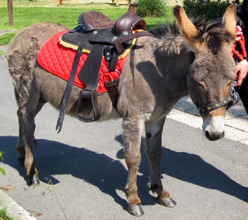 [Donkey.jpg]