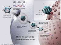 Schematic of gene therapy using adenoviral vector