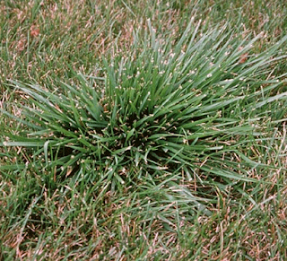 Rough Fescue Grass