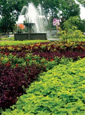 Melihat Pemandangan Taman Kota di Surabaya