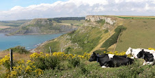 A Moo with a View