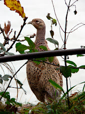 Clifftop loving Game Bird