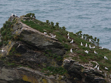 Gulls where they should be!