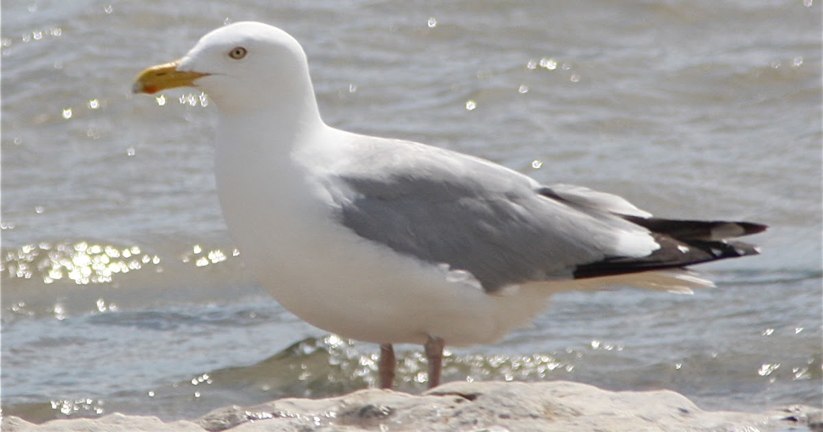 The Wandering Naturalist Herring Gull vs Iceland Gull vs Thayer's Gull.