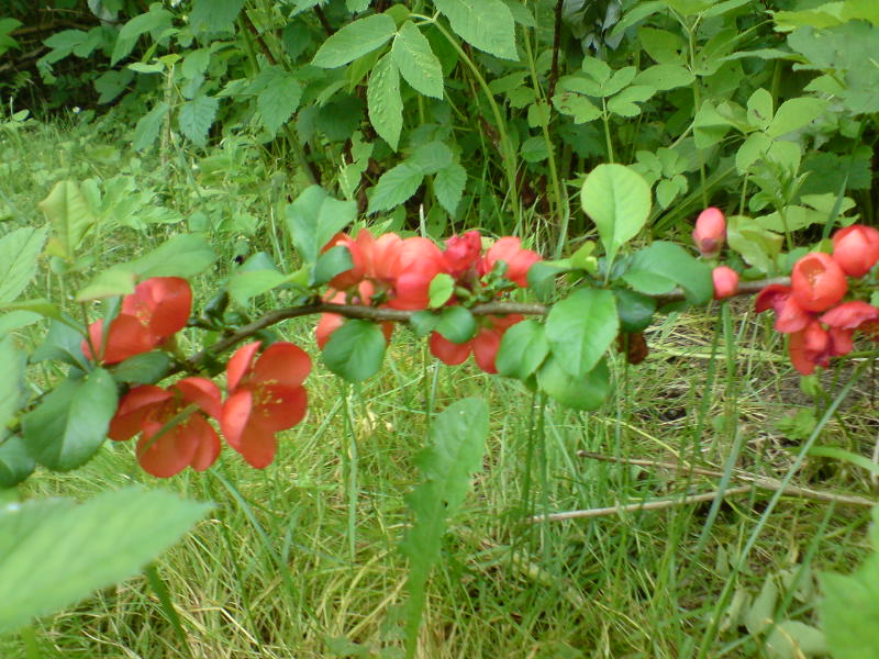 [image-upload-45-780175.jpg]