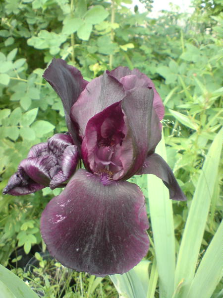 [image-upload-2-705392.jpg]