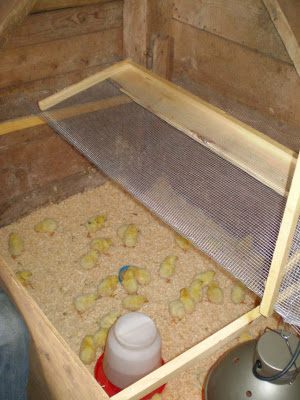 The aby chicks in the baby chicks pictures. The aby chicks in the