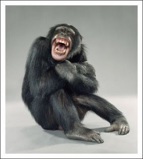 Galileu olhou viu e anotou - Página 18 Macaco_rir_portugal_porreiro