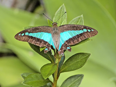 Butterfly Lino Prints