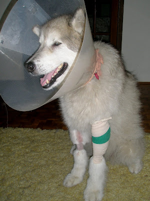 Cone+of+Shame+1+Aug+10+09.jpg