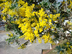 Acácia mimosa