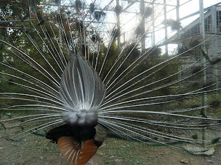 peacock showing his backside