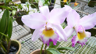 Picture of orchid