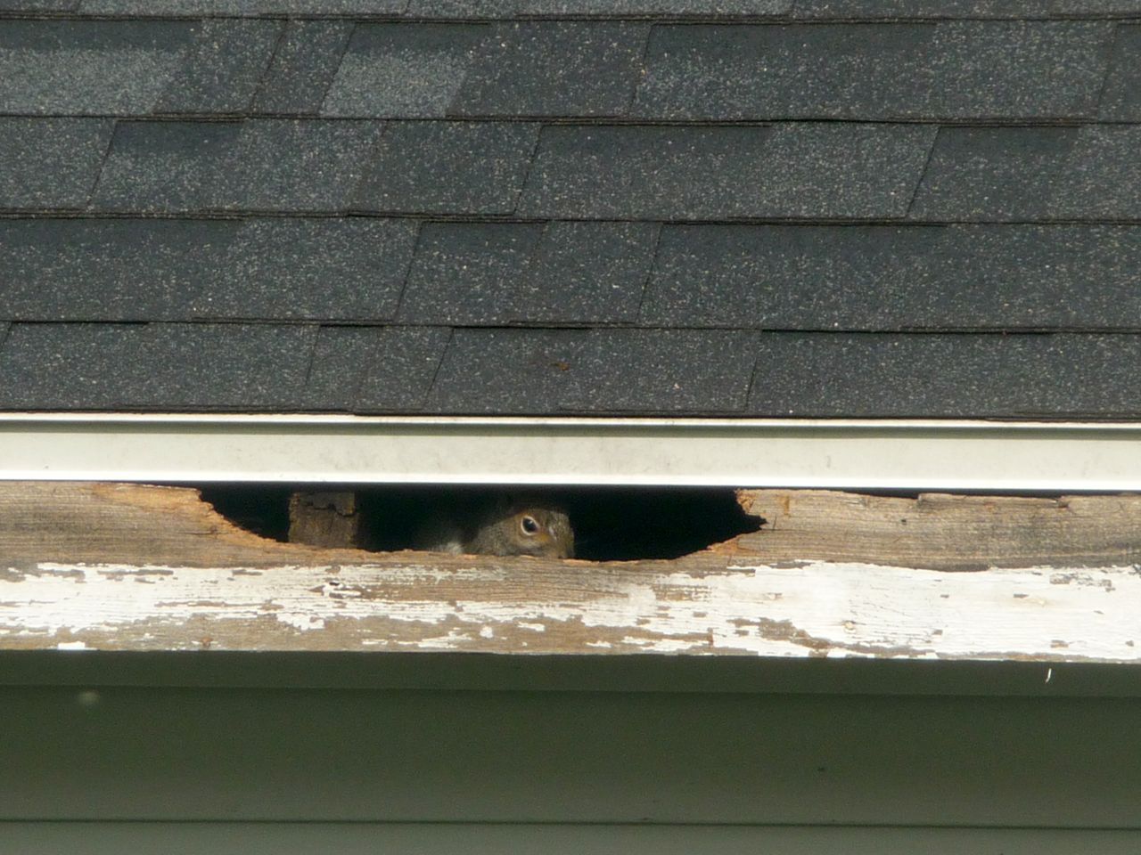 Spy On My Neighbour