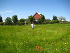 Bluebonnet Stroll