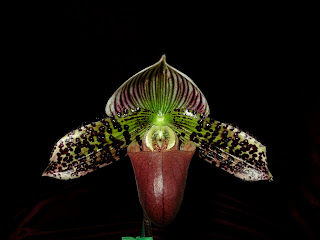 Paph. (Zellwood Station x Hsinying Maru) 'Automagically'