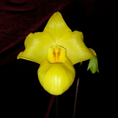 Paph. armeniacum