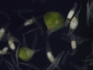 germinating orchid seeds, protocorms