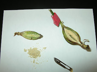Orchid Seed and Seed Pod
