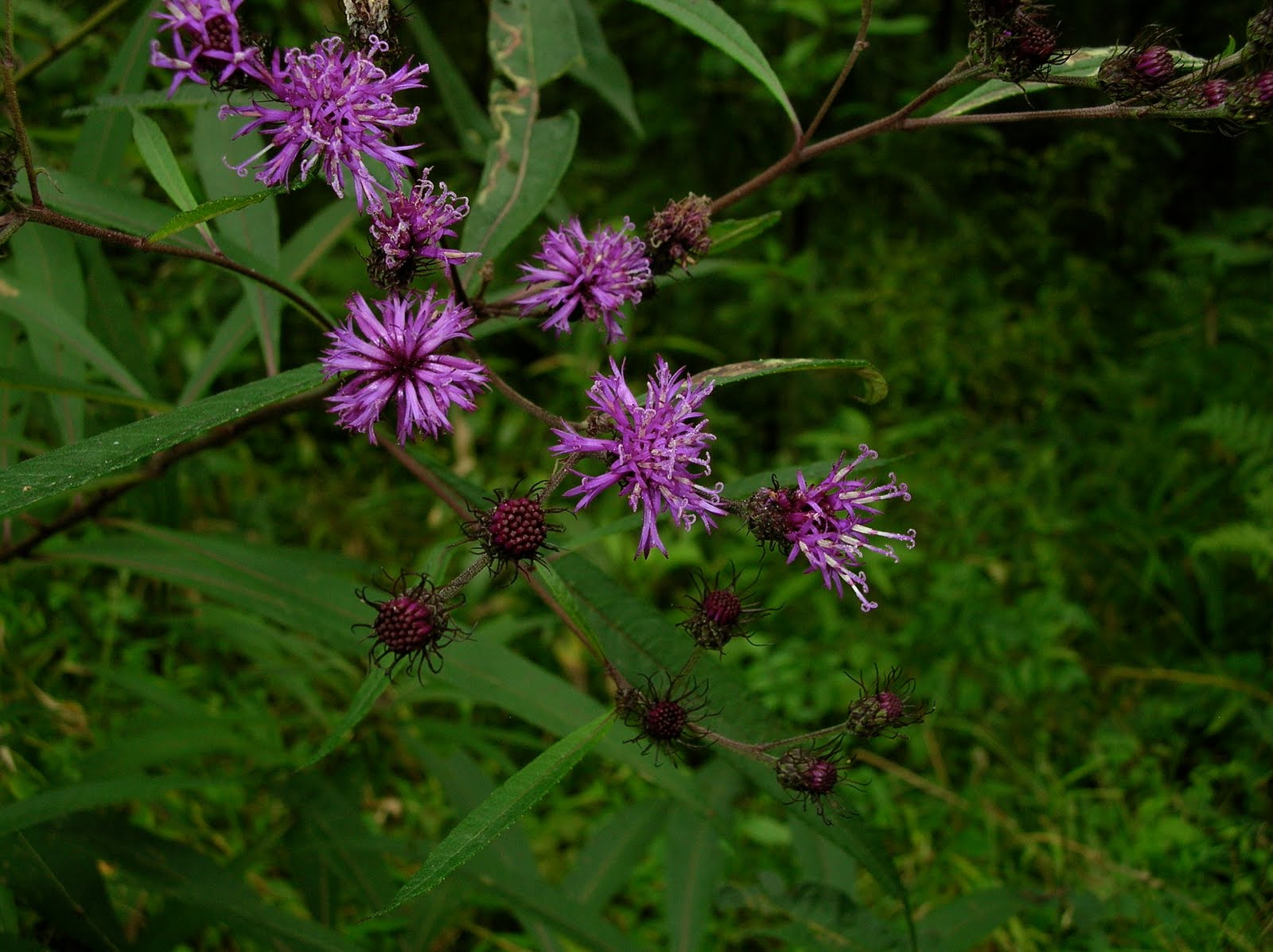 The Plant Geek Chronicles Ironweed and Lobelias