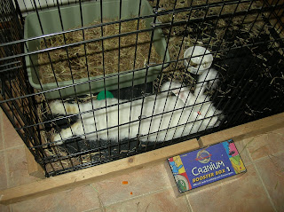 Empire's Rosalind hybrid angora rabbit