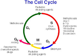 Actively Dividing Cells