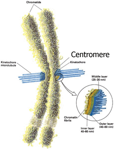 Interphase