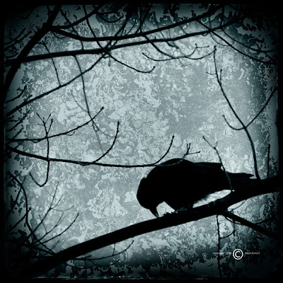 Cuervos para Angyal Locke Black+Crow+Feeding+-+Ketzelphotography
