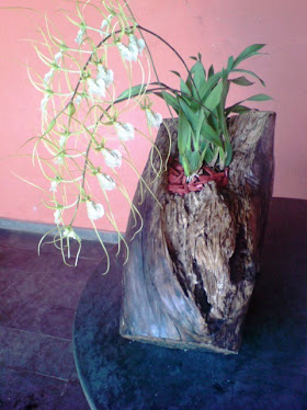 Tronco com orquídea