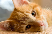 Hey-lo.~ Yellow_tiger_cat