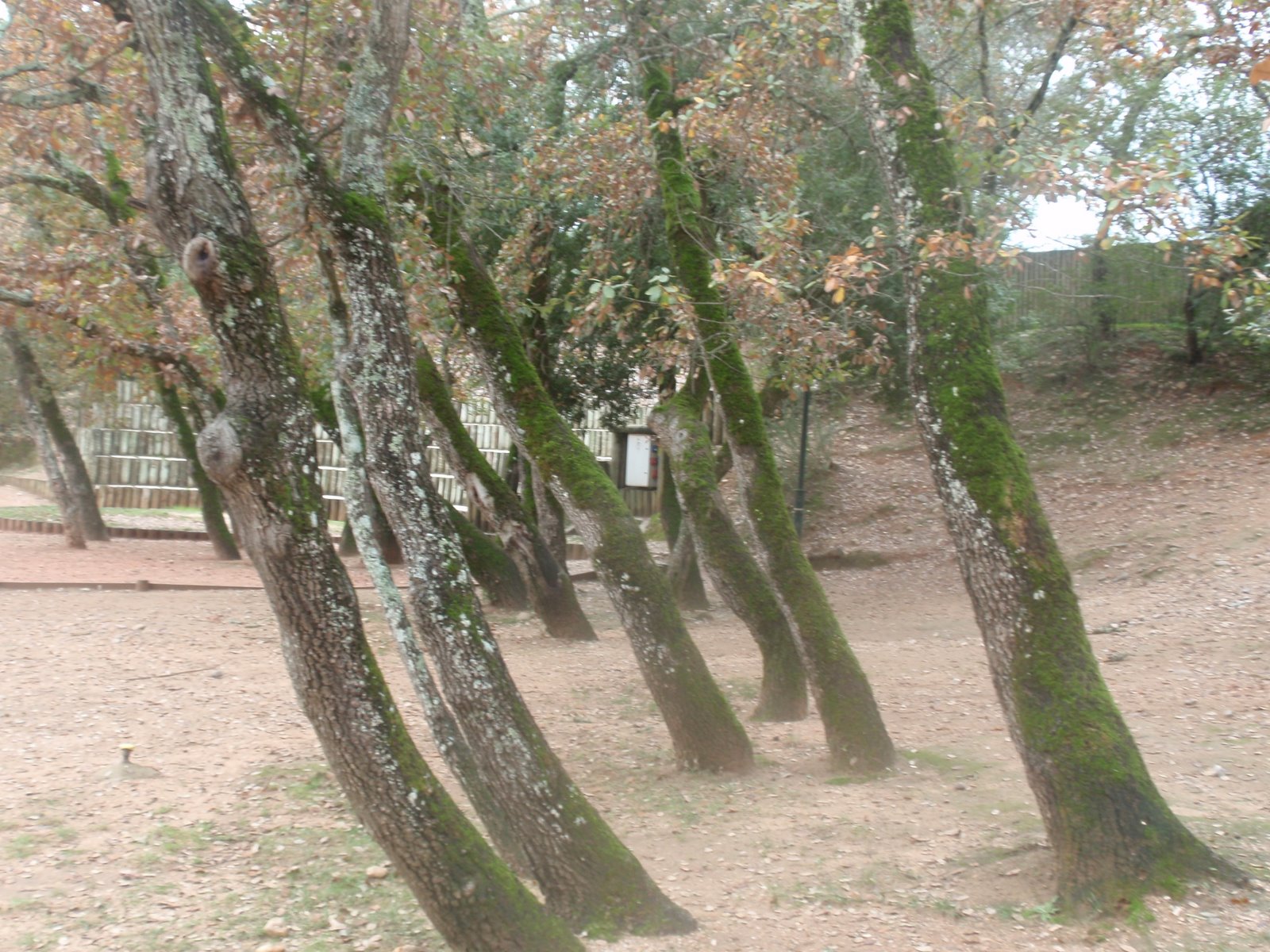 [20090105_20.JPG]
