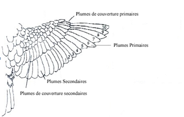 LA TAILLE DES PLUMES DES AILES - Le blog de fidji-pyrrhura-molinae