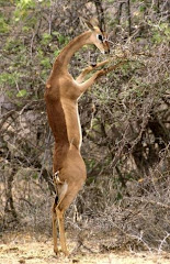 Generuk in Northern Kenya