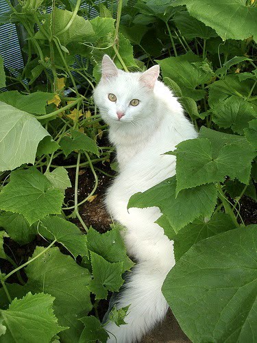 turkish angora cats photos