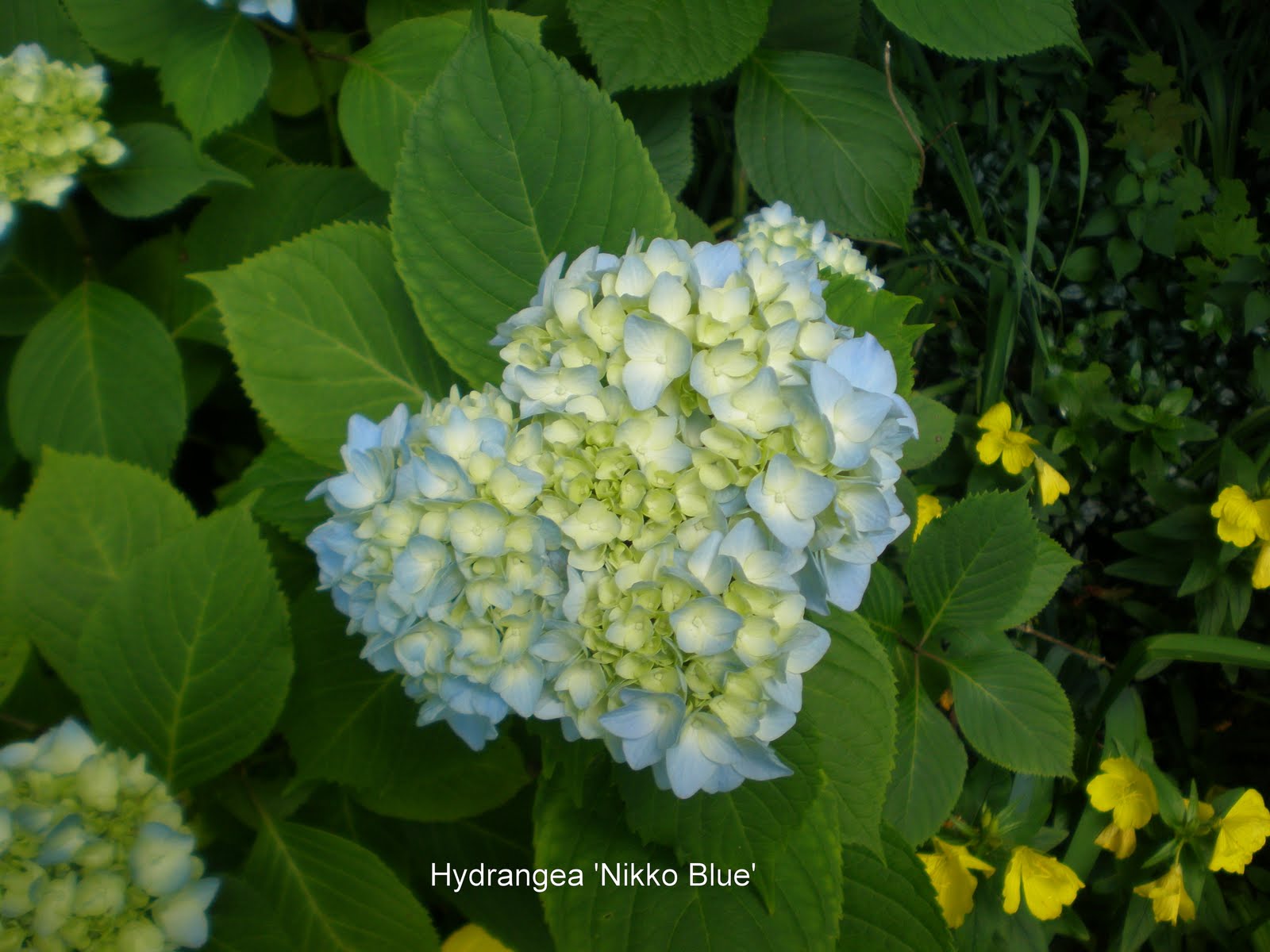 Hydrangeas Here They Come...