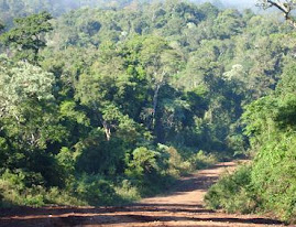 camino de la selva paranaense