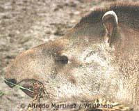 tapir