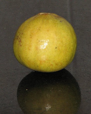 [Guava-758334.jpg]