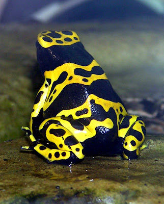 Ranas punta de flecha (Especies) Ranas punta de flecha (Especies)